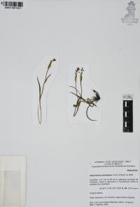 Sisyrinchium tenuifolium image